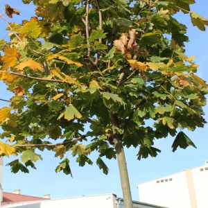 drzewo w barwach jesieni